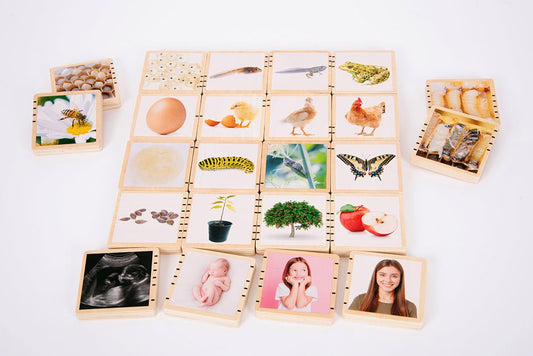 TICKIT | WOODEN LIFECYCLE TILES - 24PK by TICKIT - The Playful Collective